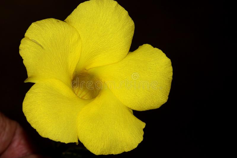 Alamanda Branca ou Amarela: Nome Cientifico, Cuidados e Fotos | Mundo  Ecologia