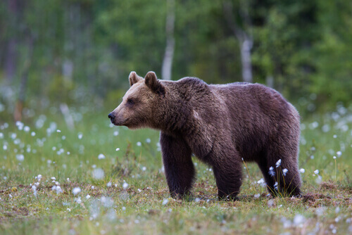 Urso Pardo 