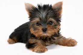 Idade maxima yorkshire Clearance