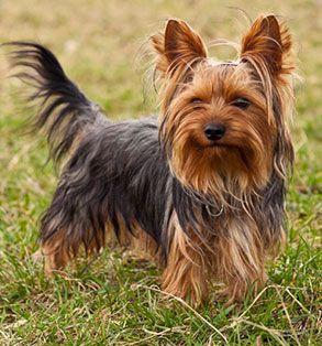 Yorkshire Terrier Adulto 