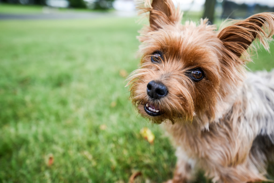 Yorkshires Terrier na Grama