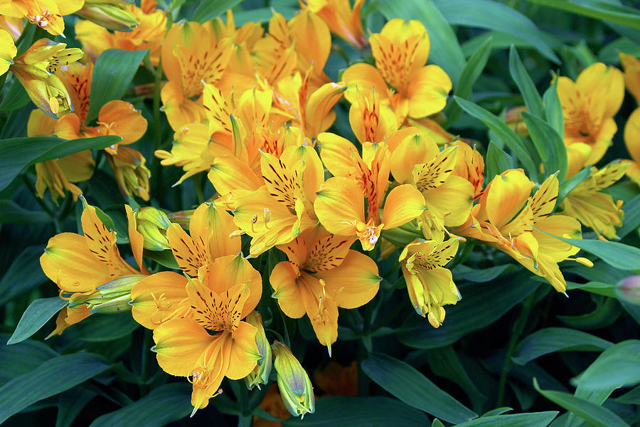 Alstroemeria Aurantiaca