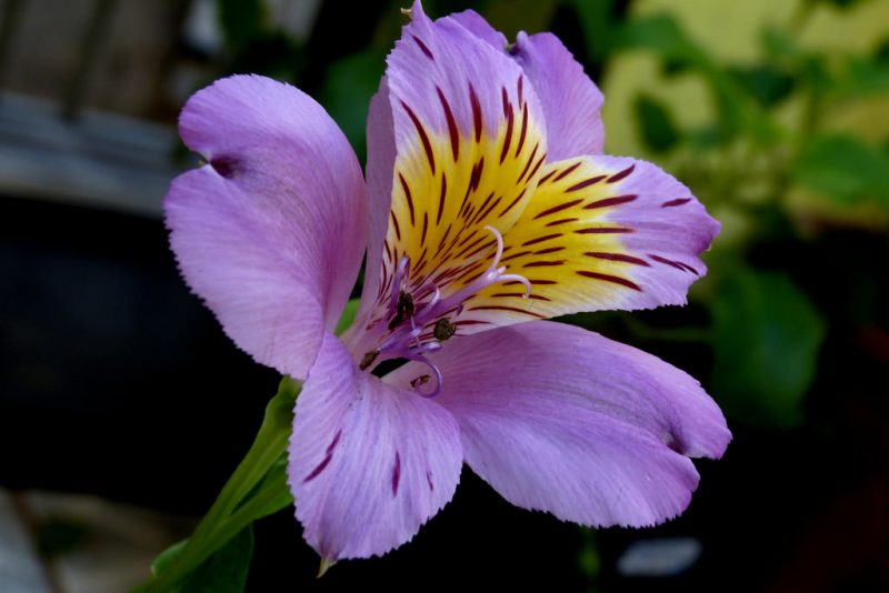 Alstroemeria Hybrida