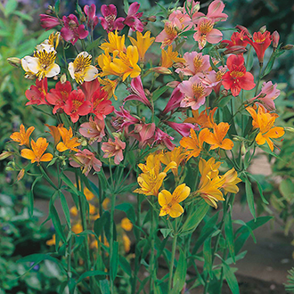 Alstroemeria Ligtu