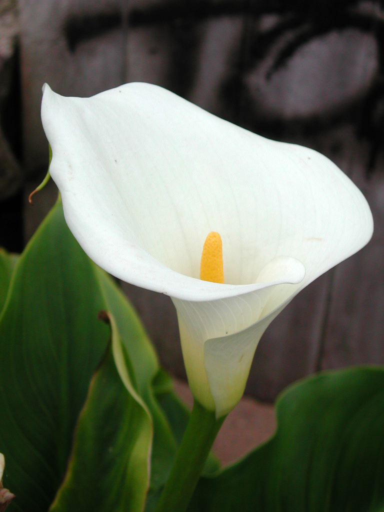 Lírio De Calla Branca 