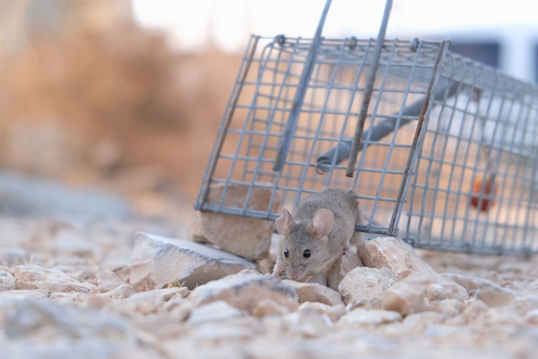 O que colocar na ratoeira para atrair o rato: rato doméstico farejando comida