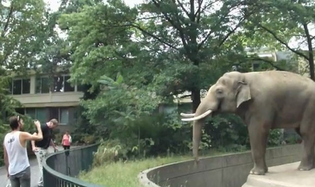 Zoológico De Tierpark, Em Berlim