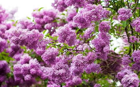 Árvore de Syringa Lilas