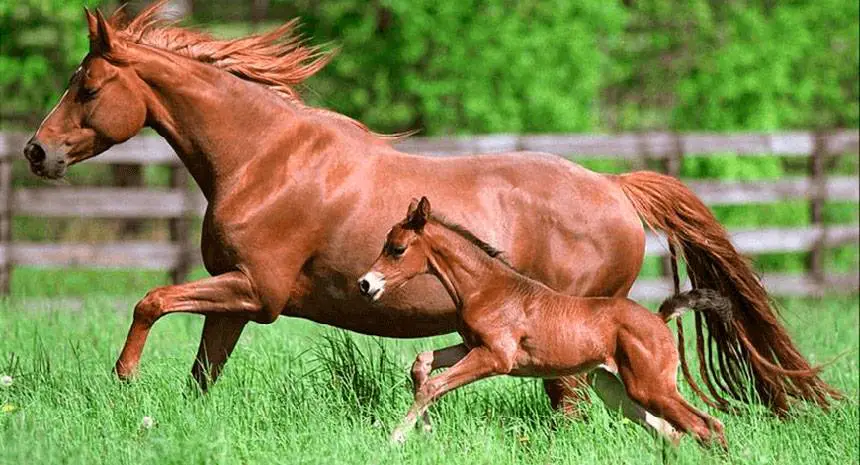 Égua e Potro Correndo Juntos 