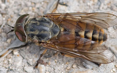 A Cabeça da Mosca Mutuca