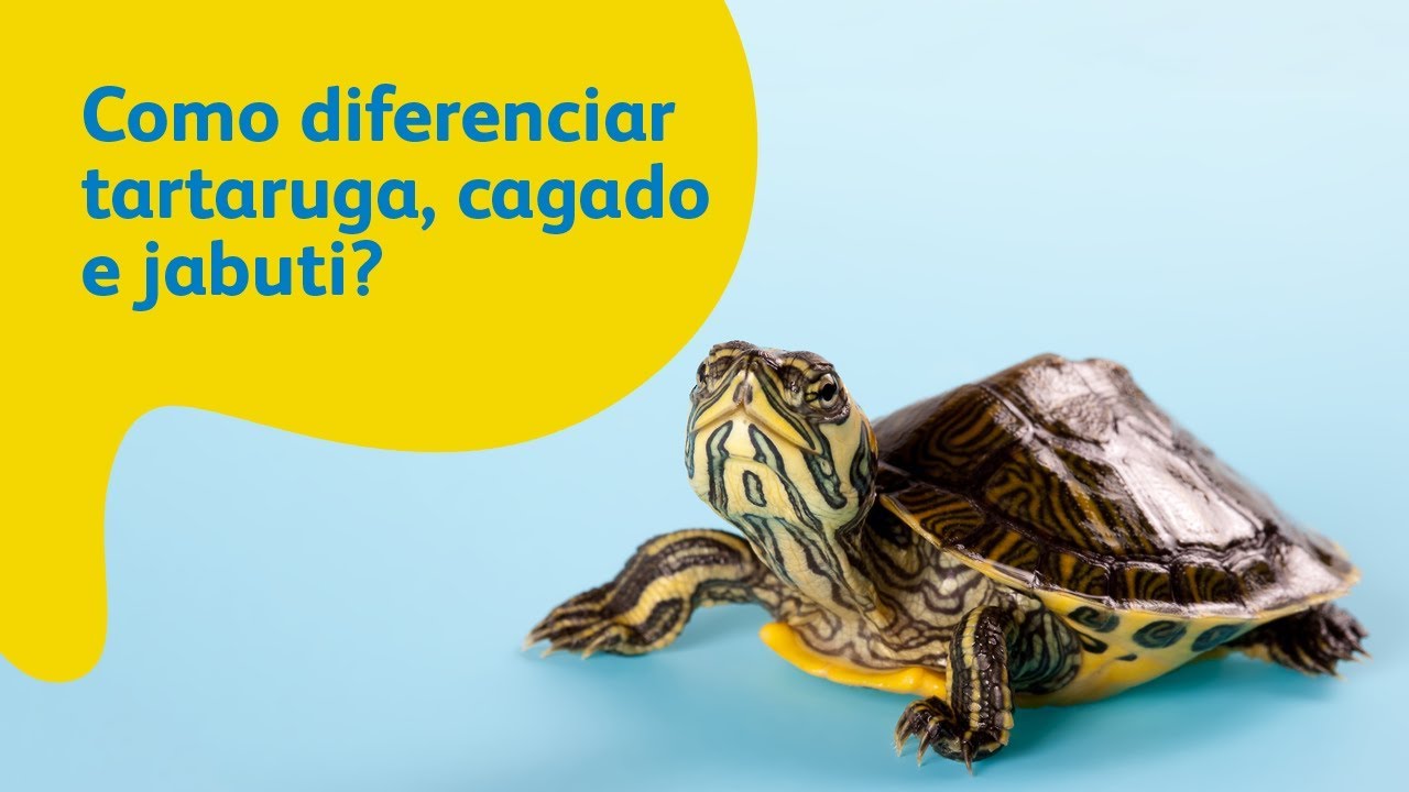 A Diferença Entre Tartaruga e Cágado