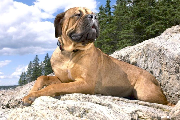 A Raça Bullmastiff