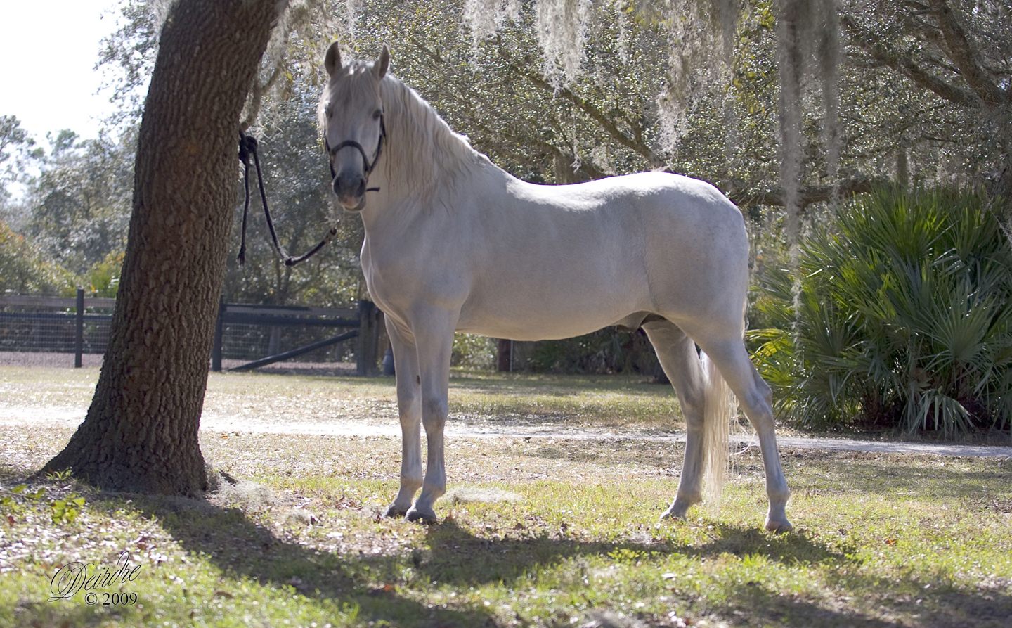 A Raça de Cavalo Andaluz