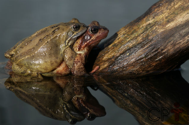 Acasalamento dos Anuros 