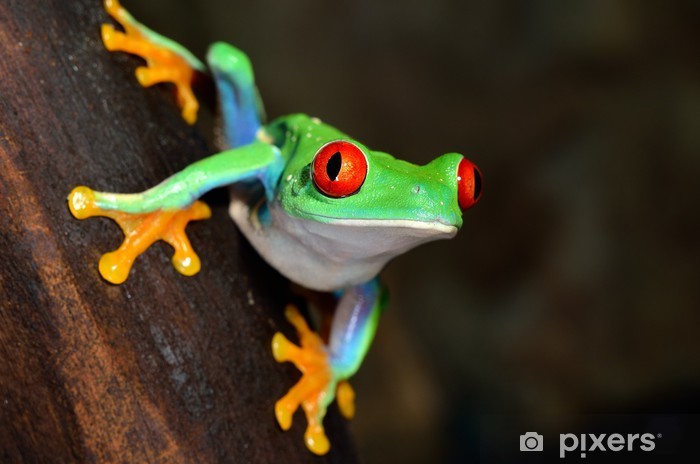 Agalychnis Callidryas