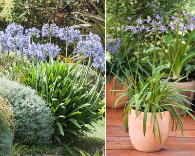 Agapanto em Jardineiras em Jardineiras ou Vasos