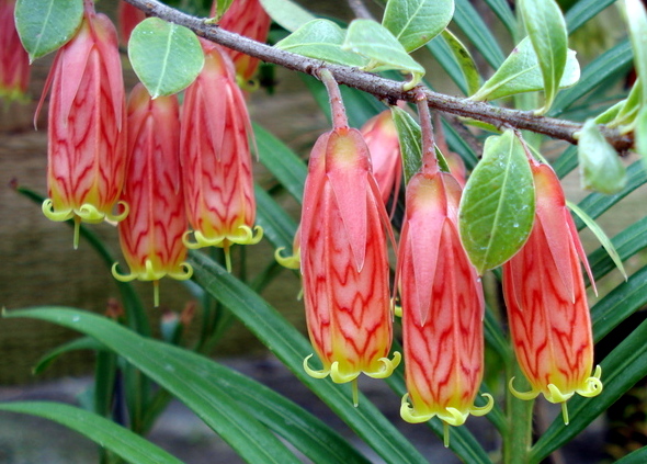 Agapetes