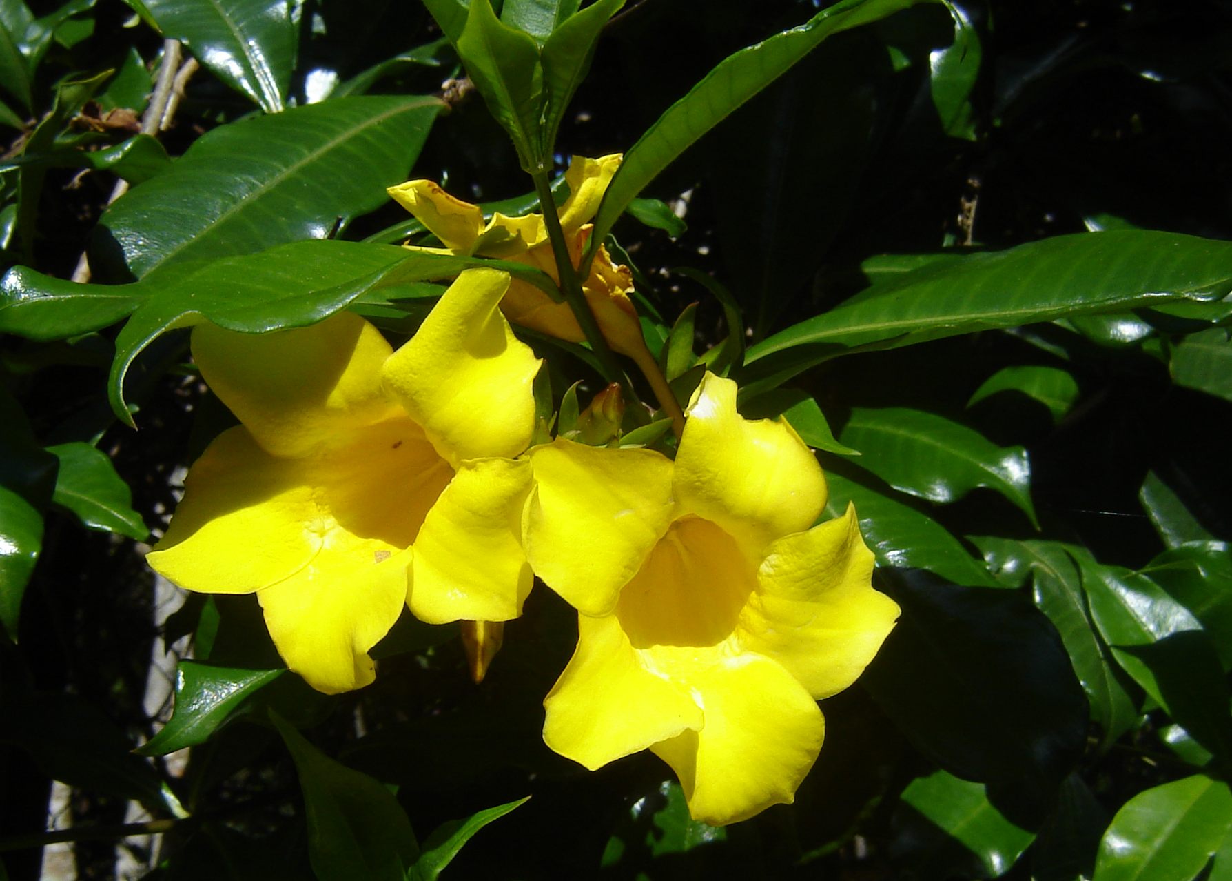 Alamanda Comum