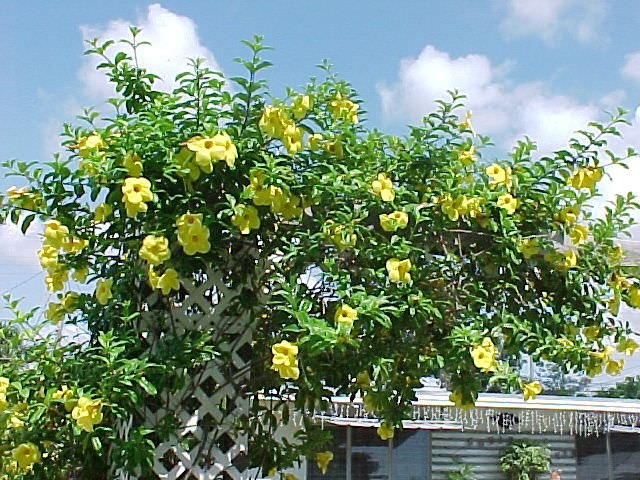 Cores de Alamanda: Quais São? Qual a Diferença Entre Elas?