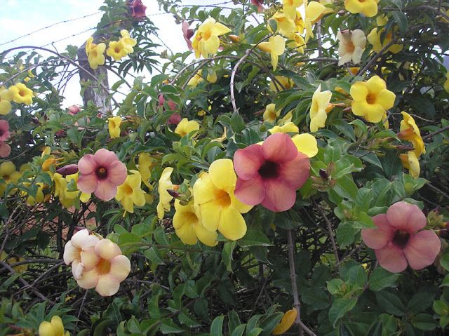 Alamanda Mini