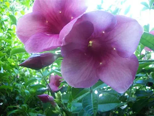 Alamanda Roxa: Ela é Tóxica? Cuidados Com A Flor E Fotos | Mundo Ecologia