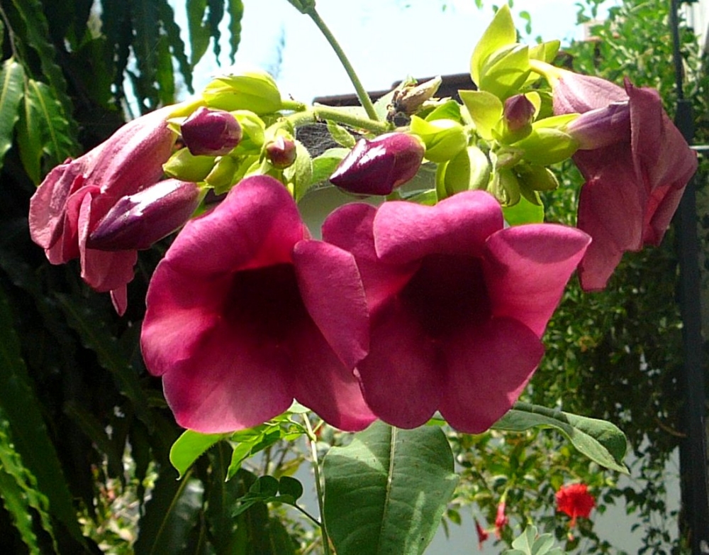 Alamanda Roxa: Ela é Tóxica? Cuidados Com A Flor E Fotos | Mundo Ecologia