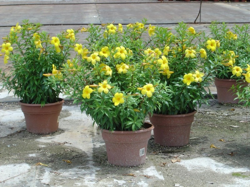 Alamanda no Vaso