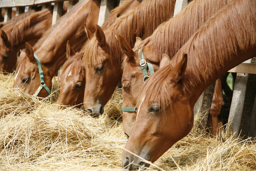 Alimentação Saudável para os Cavalos