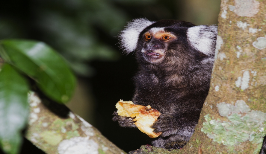 Alimentação do Sagui