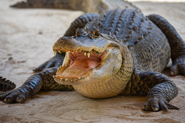 Alligator