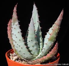 Aloe Aculeata