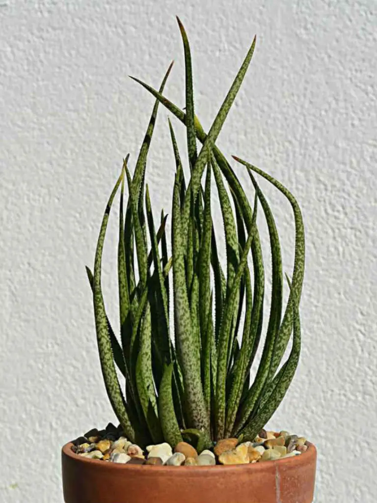 Aloe Albiflora