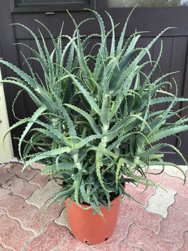 Aloe Arborescens