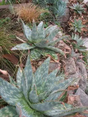 Aloe Saponaria