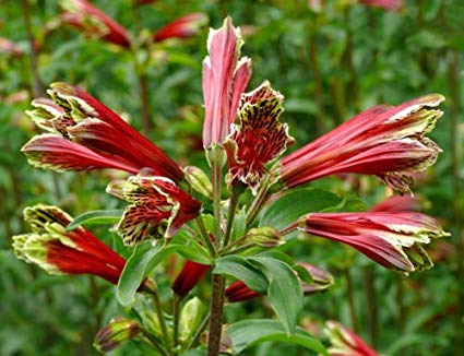 Alstroemeria Psittacina