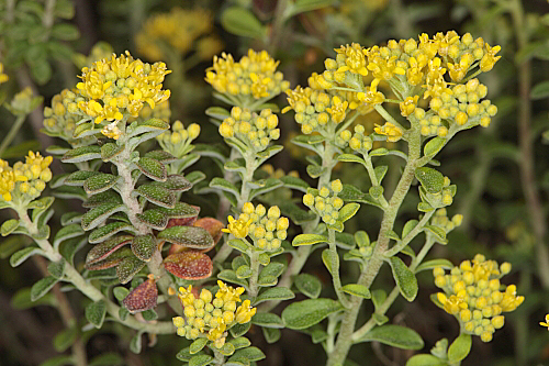 História Da Álisso, Significado E Origem Da Flor Alyssum | Mundo Ecologia