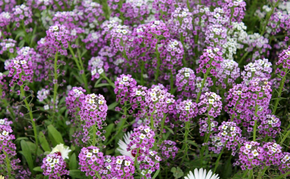 História Da Álisso, Significado E Origem Da Flor Alyssum