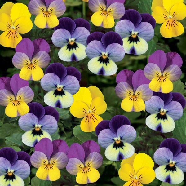 Flor Amor-Perfeito: Curiosidades, Fatos Interessantes E Fotos