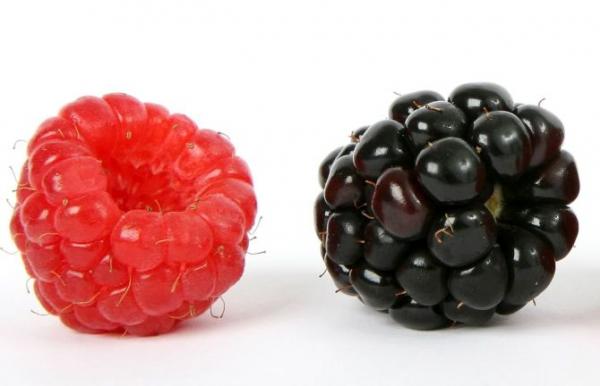 Qual é a Diferença entre Amora e Framboesa?
