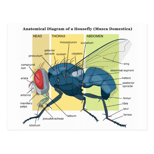 Anatomia da Mosca Doméstica 