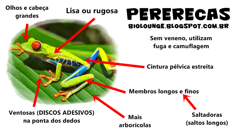 Anatomia da Perereca 