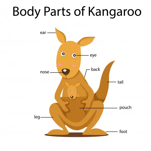 Anatomia do Canguru 