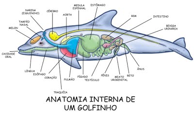 Anatomia do Golfinho