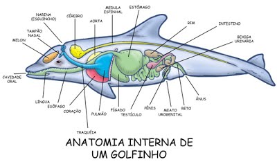 Anatomia do Golfinho 