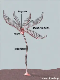 Anatomia do Lírio-do-Mar 