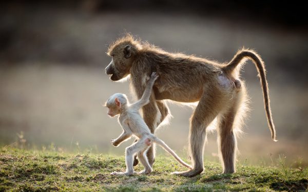 Animais Leucísticos