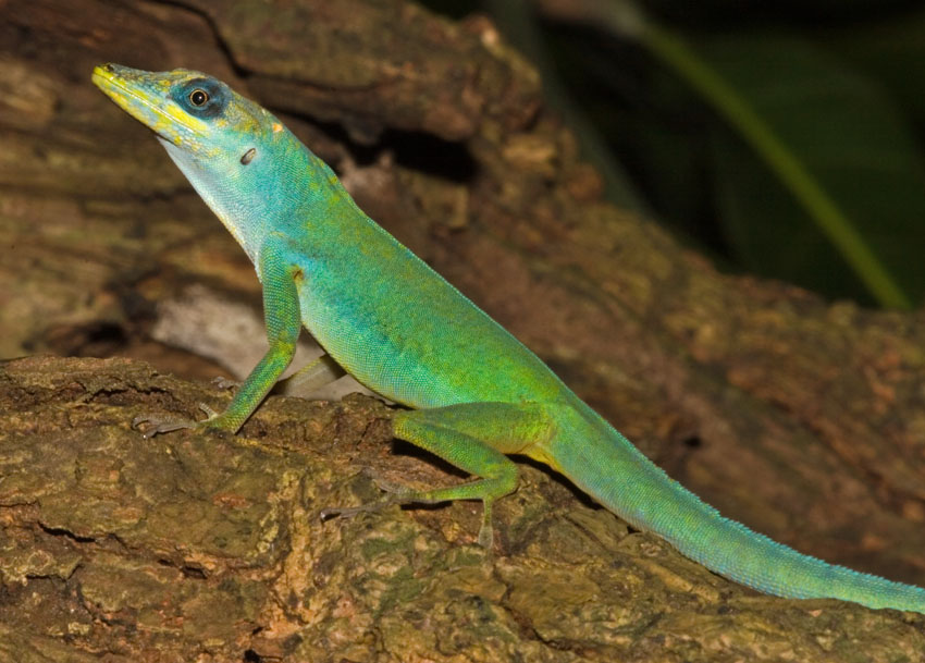 Anolis