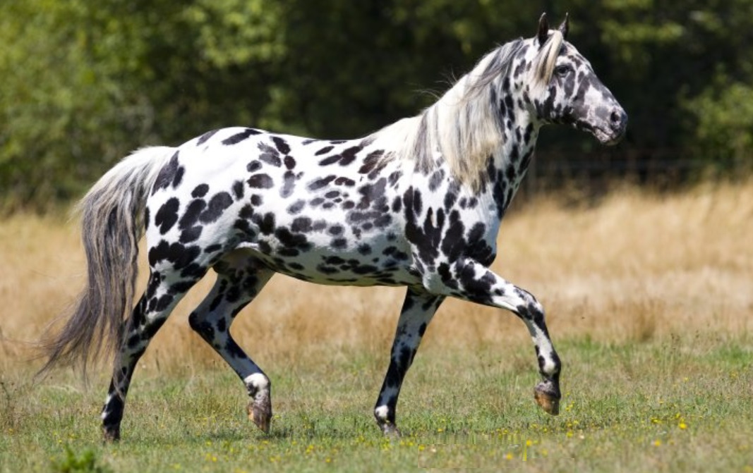 Appaloosa