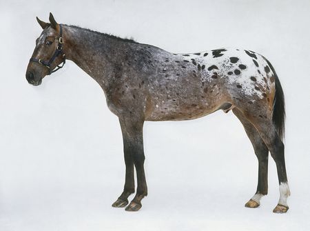 Appaloosa