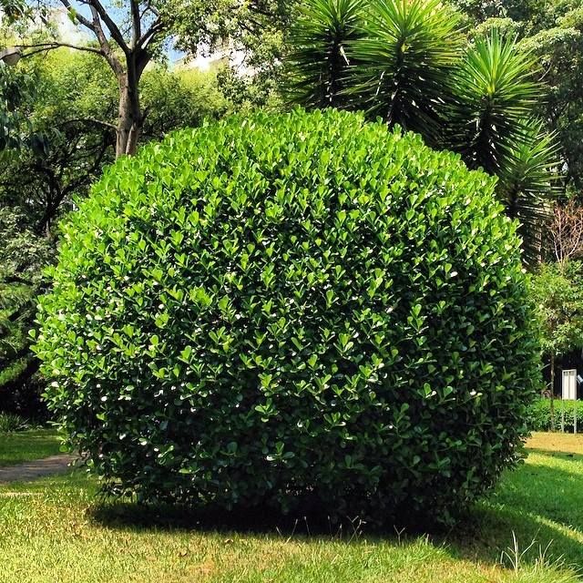 Arbusto de Clusia Fluminensis